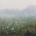 Cornflowers in the Field | 20x20"