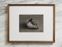 Shell Study no.2 | 5x7"