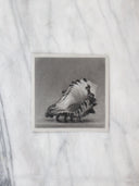 Shell Study no.1 | 6x6"