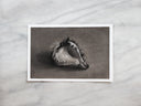 Shell Study no.2 | 5x7"