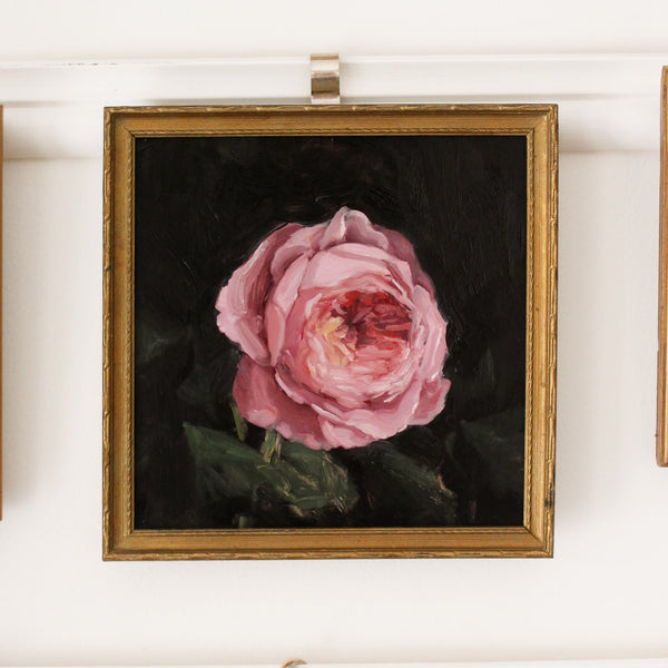 Pink Garden Rose no.6 | 7x7"