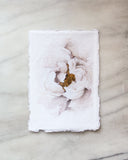 Blush Peony | 5x7