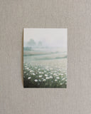 White Daisies Landscape Art Print