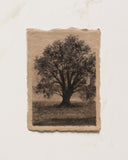 Sepia Tree | 11x14"