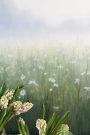 April Fields | 30x40"