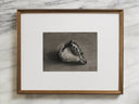 Shell Study no.2 | 5x7"