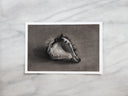 Shell Study no.2 | 5x7"