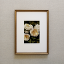 Ivory Roses Art Print