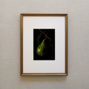 Dark Pear Art Print