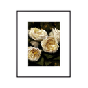 In Stock: Ivory Roses Print