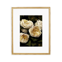 In Stock: Ivory Roses Print