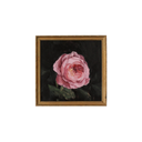 Pink Garden Rose no.6 | 7x7"