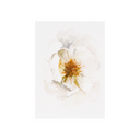 Unfurl | 5x7