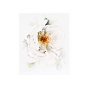 Shy Petals | 8x10