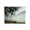 Tree in the Mist | 8x10