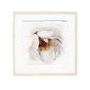 Garden Rose Study | 5x5