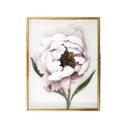 Peony in Glass | 7x9