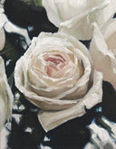 White%2BRose%2Bby%2BJess%2BBlazejewski%2B1.jpg