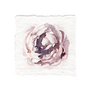 Mauve Peony | 5x5
