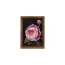 Pink Garden Rose no.5 | 5x7"