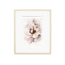 Blush Peony | 5x7