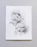 Black & White Peonies no.2 | 11x14