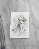 Garden Rose no.1 | 5x7