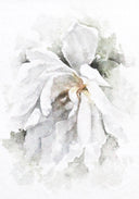 Garden Rose no.1 | 5x7