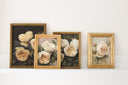 Butter Yellow Garden Roses | 8x10"
