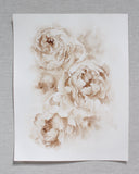Sepia Peonies no.3 | 11x14