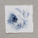 Blue Peonies no.1 | 5x5
