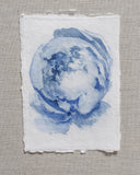 Blue Peonies no.7 | 5x7