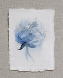 Blue Peonies no.8 | 5x7