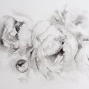 Black & White Peonies no.4 | 11x14