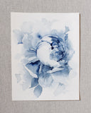 Blue Peonies no.11 | 8x10