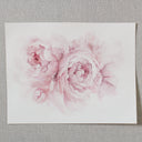 Blush Peonies no.3 | 11x14