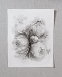 Black & White Peonies no.5 | 11x14
