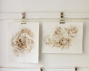 Sepia Peonies no.1 | 8x10