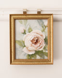 Ivory Garden Rose no.3 | 5x6"