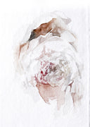 Peony no.16 | 5x7