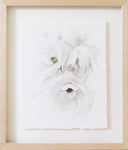 Garden Rose no.9 | 8x10
