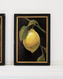 Citrus Kiss II | 4x6