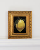 Lemon Drop II | 2x3.5