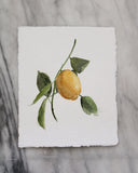 On the Vine | 8x10