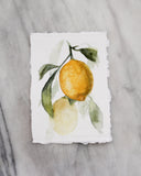Lemonade II | 5x7