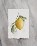 Lemonade I | 5x7