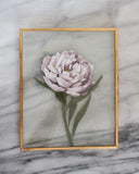 Pink Peony | 8x10