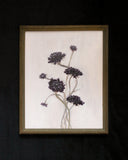 Burgundy Fleurs | 8x10