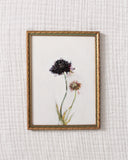 Petit Fleur | 5x7