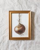 Onion Study no.1 | 5x7